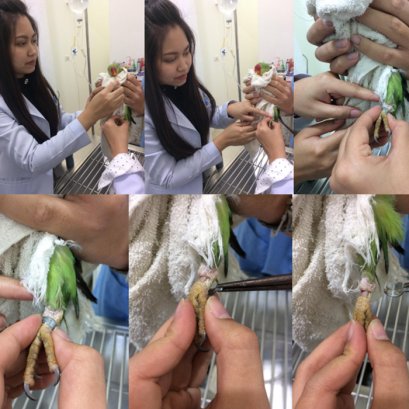 บี้เกิ้ลท้องโย้แต่คลอดไม่ออก คุณหมอช่วยด้วยข้อมูลสัตว์ป่วย “คิตตี้”เป็นแม่แมวร่างน้อย สายพันธุ์ British Shorthair เพศเมีย อายุ 1 ปี เข้ารับการรักษาที่โรงพยาบาลสัตว์ไอเว็ทด้วยอาการคลอดลำบาก โดยเจ้าของสังเกตพบว่าภายหลังจากน้องคิตตี้มีน้ำคร่ำไหลออกทางอวัยวะเ